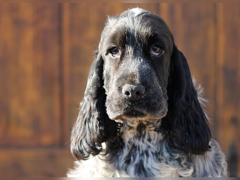 English Cocker spaniel welpen