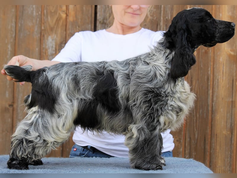 English Cocker spaniel welpen