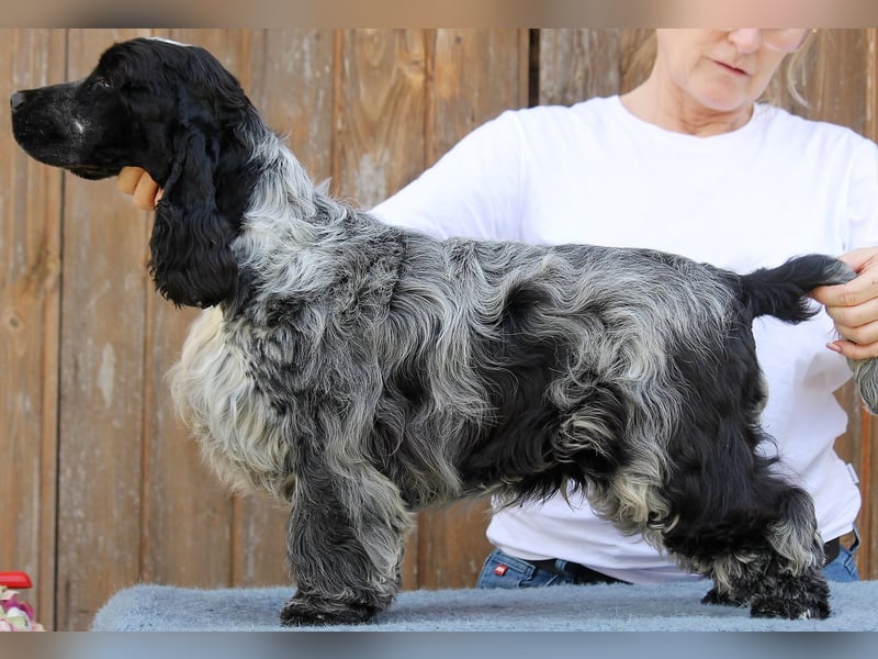 English Cocker spaniel welpen
