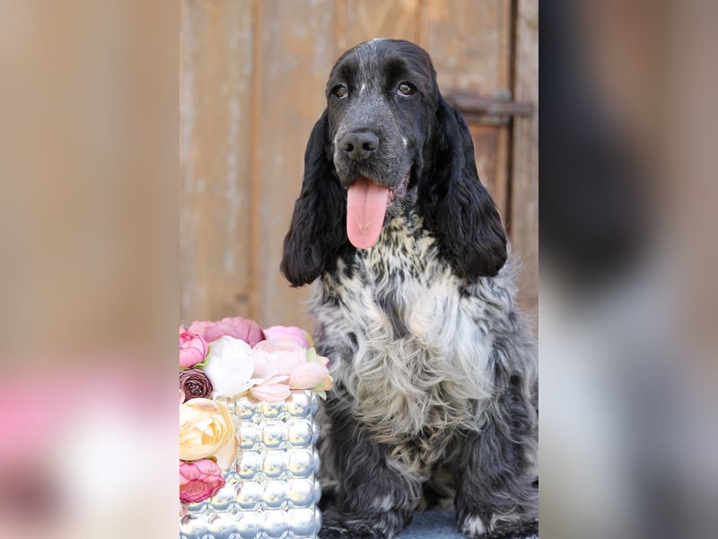 English Cocker spaniel welpen
