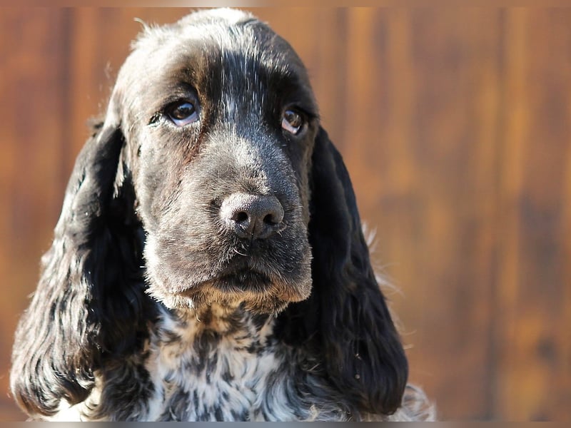 English Cocker spaniel welpen