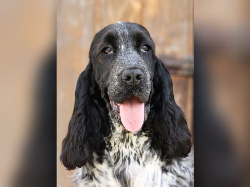 English Cocker spaniel welpen