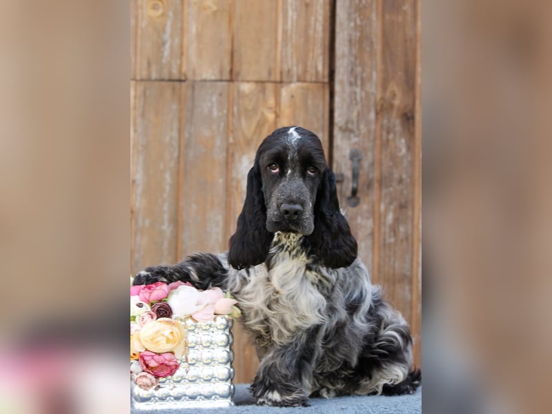 English Cocker spaniel welpen
