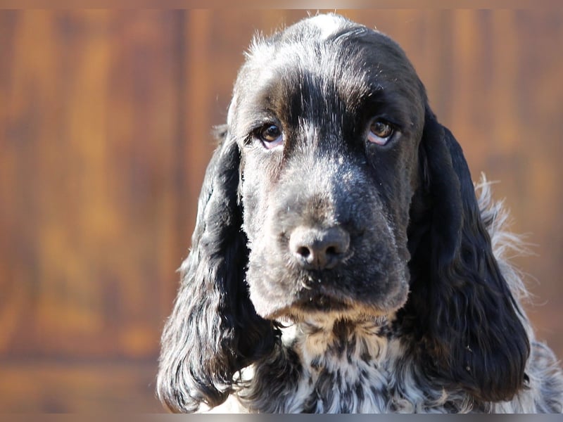 English Cocker spaniel welpen