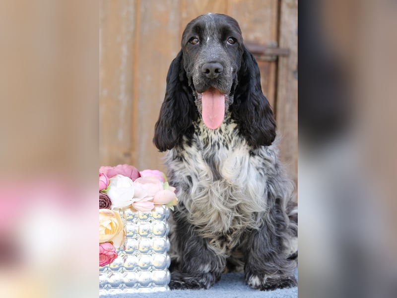English Cocker spaniel welpen