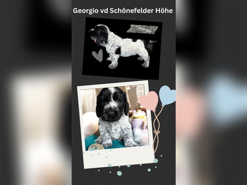 Englisch Cockerspaniel Welpen in mehrfarbig
