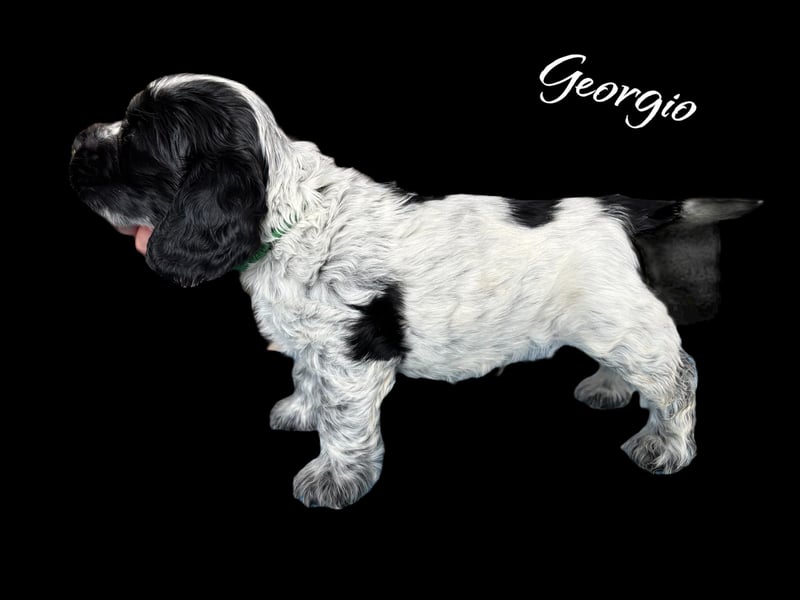 Englisch Cockerspaniel Welpen in mehrfarbig