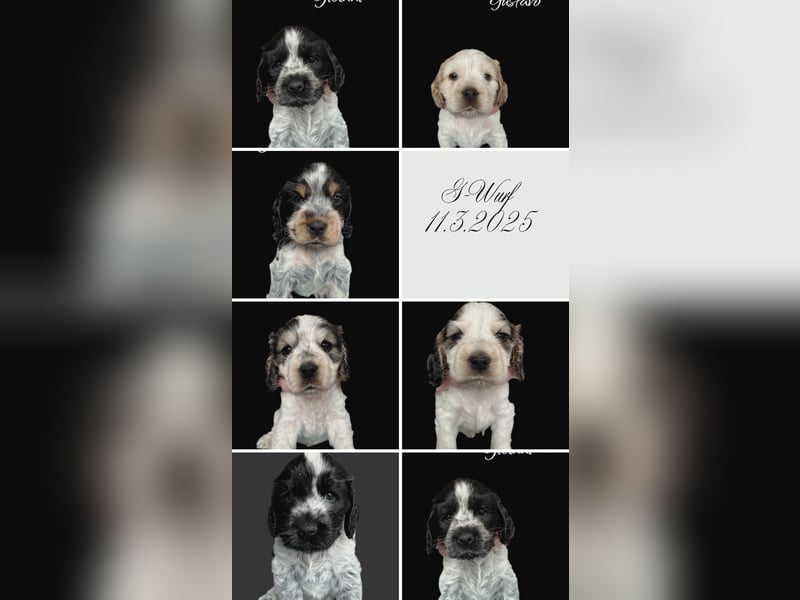 Englisch Cockerspaniel Welpen in mehrfarbig