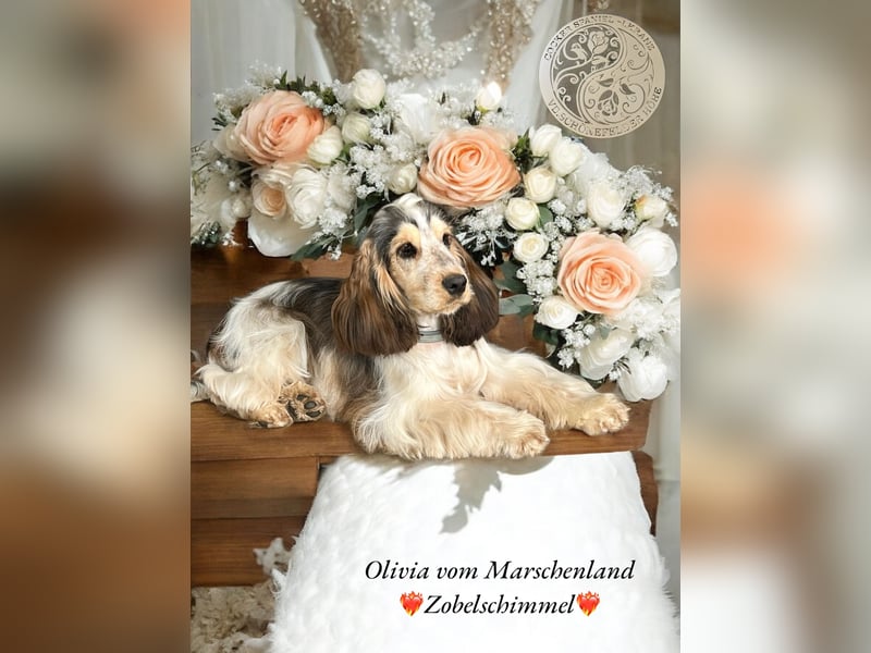 Englisch Cockerspaniel Welpen in mehrfarbig