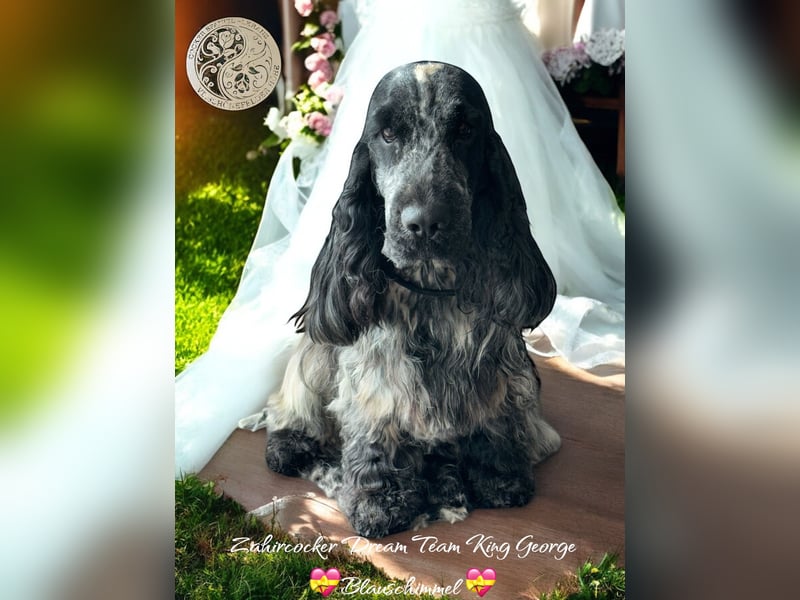 Englisch Cockerspaniel Welpen in mehrfarbig