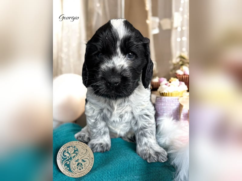 Englisch Cockerspaniel Welpen in mehrfarbig
