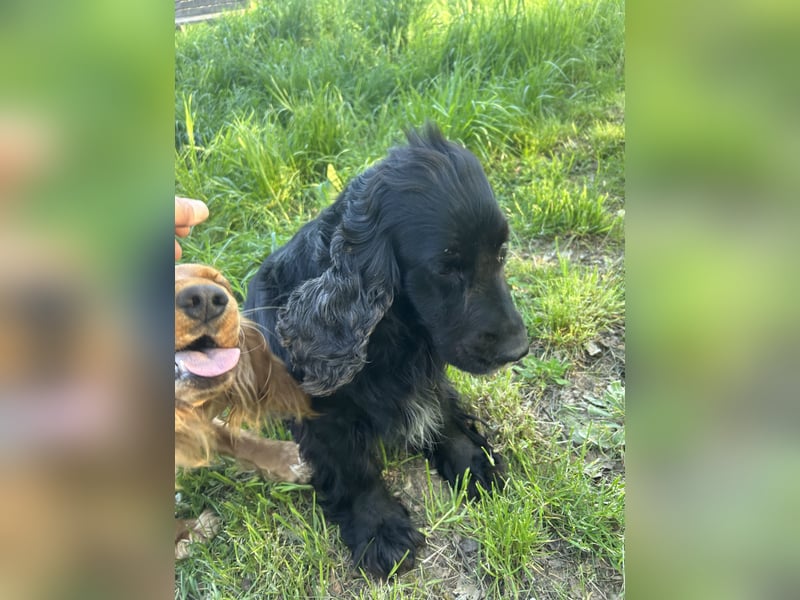 English Cocker Spaniel