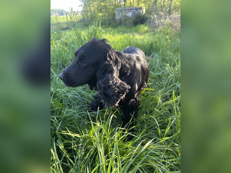 English Cocker Spaniel