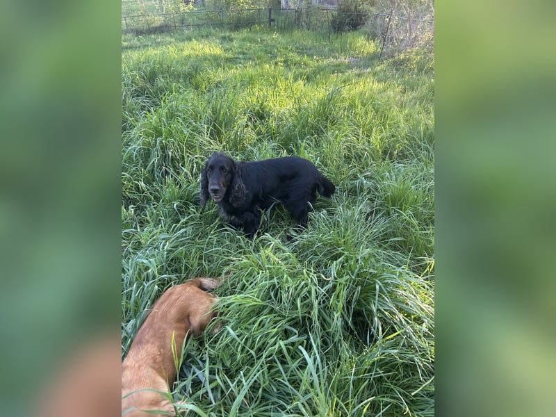 English Cocker Spaniel