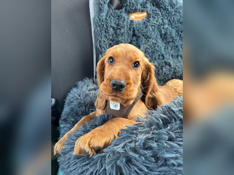 English Cocker Spaniel