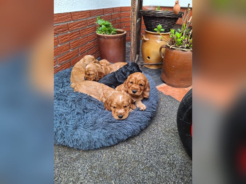 Cocker Spaniel