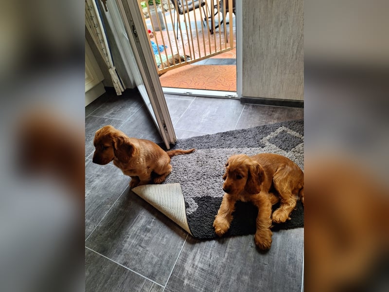 Cocker Spaniel