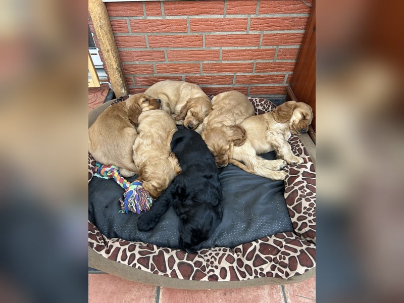 Cocker Spaniel