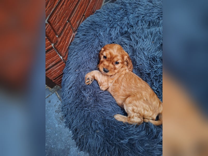 Cocker Spaniel