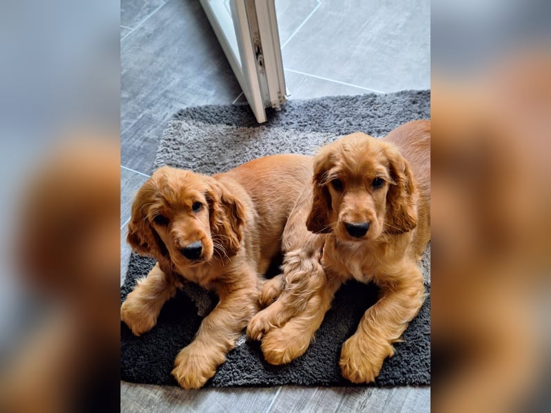 Cocker Spaniel