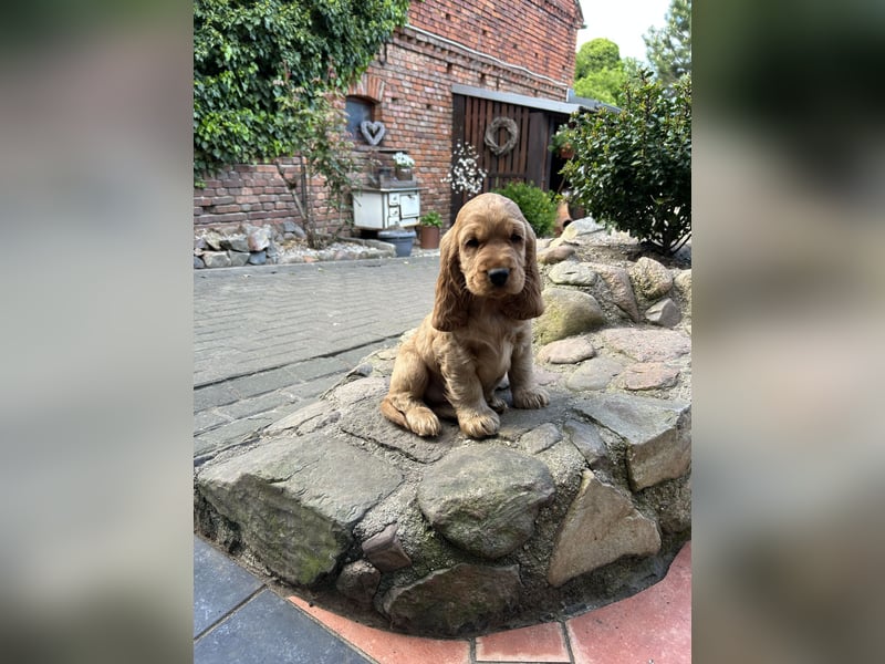 Cocker Spaniel