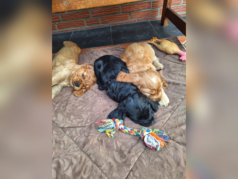 Cocker Spaniel