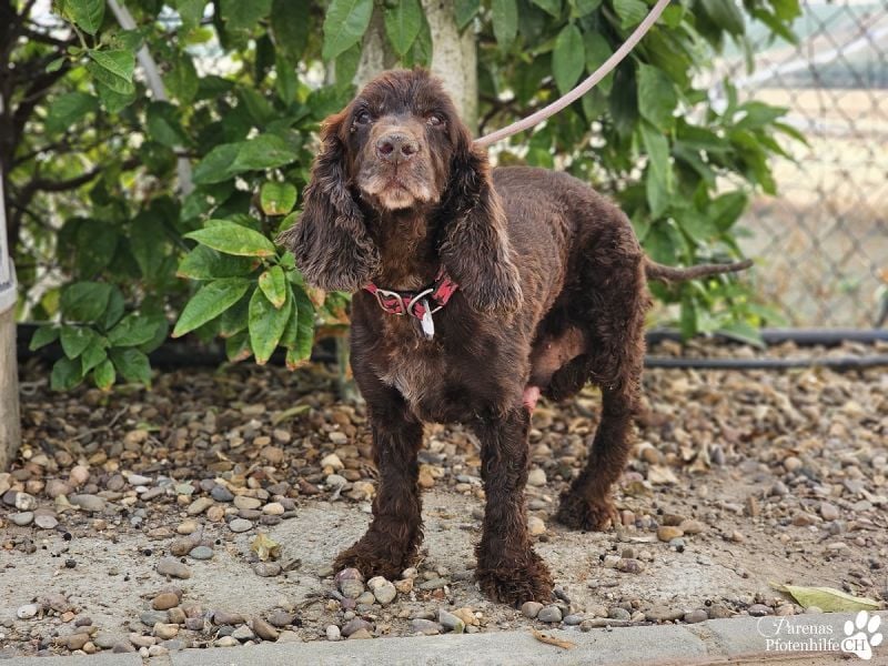 Dorito ist ein liebenswerter Cocker Senior