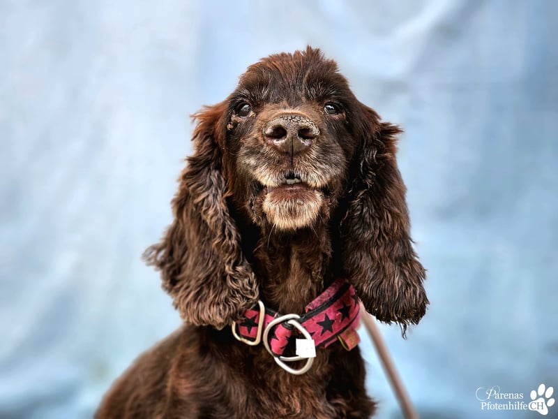 Dorito ist ein liebenswerter Cocker Senior