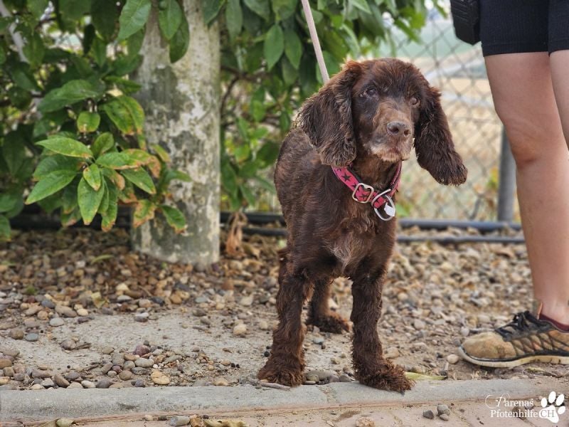 Dorito ist ein liebenswerter Cocker Senior