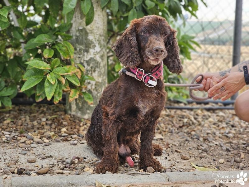 Dorito ist ein liebenswerter Cocker Senior
