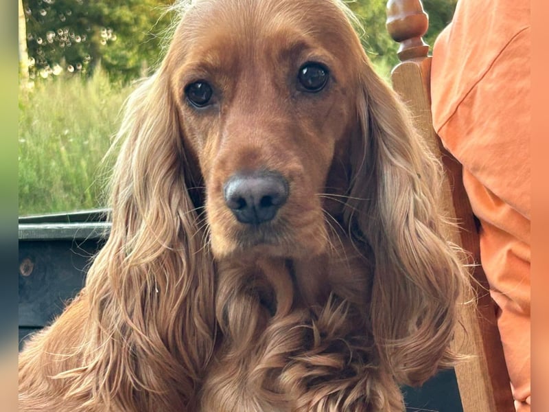 Englische Cockerspaniel Welpen in liebevolle Hände abzugeben