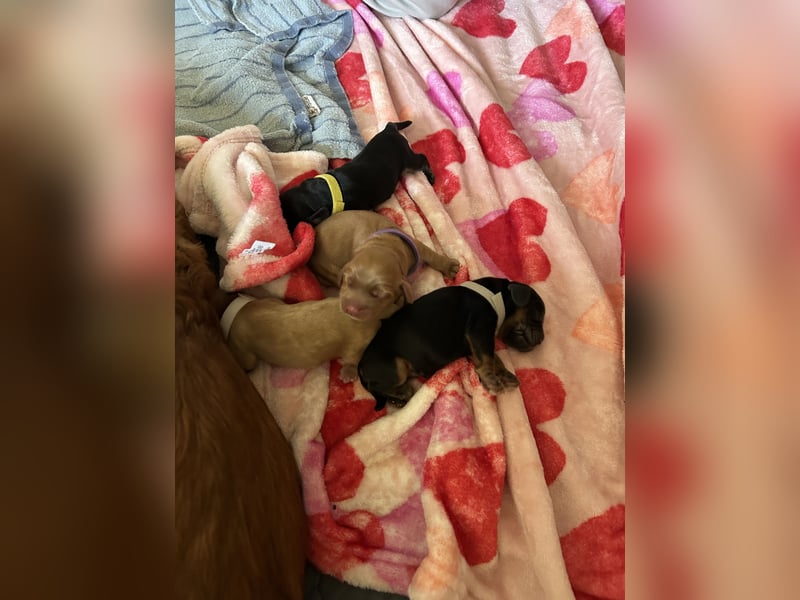 Englische Cockerspaniel Welpen in liebevolle Hände abzugeben