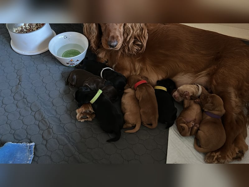 Englische Cockerspaniel Welpen in liebevolle Hände abzugeben