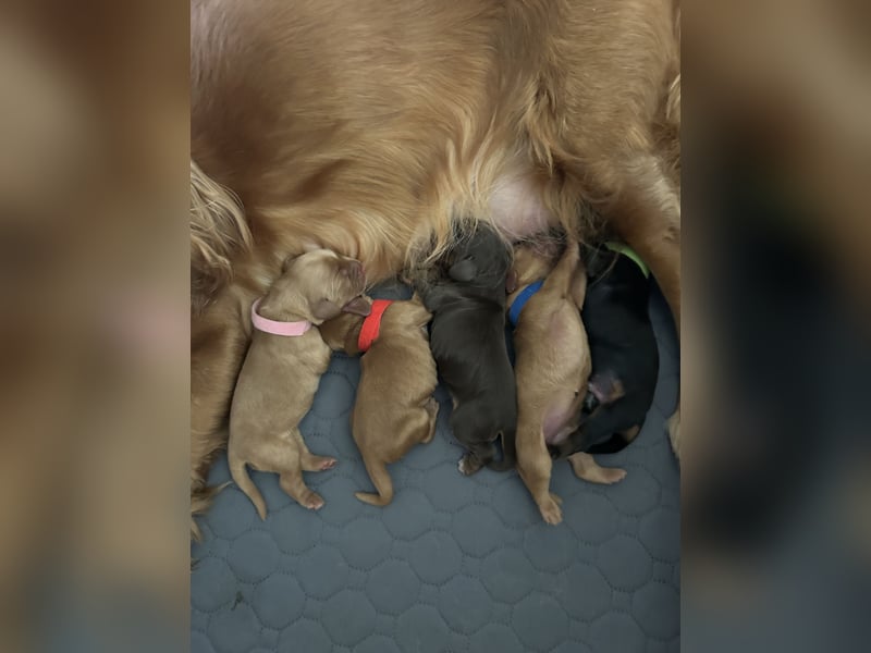 Englische Cockerspaniel Welpen in liebevolle Hände abzugeben