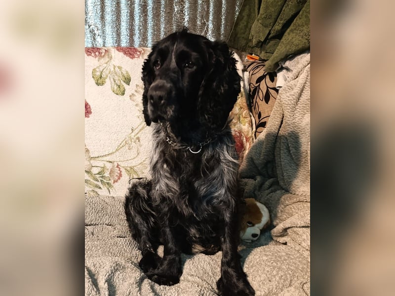 RESERVIERT Tachappy sucht ein neues Zuhause