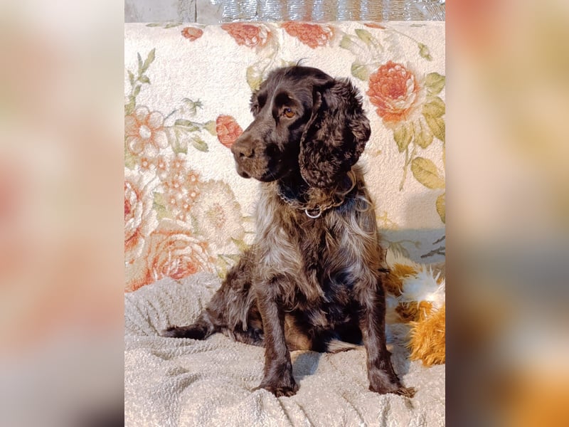 RESERVIERT Tachappy sucht ein neues Zuhause