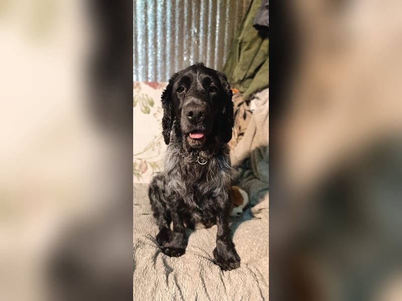 RESERVIERT Tachappy sucht ein neues Zuhause