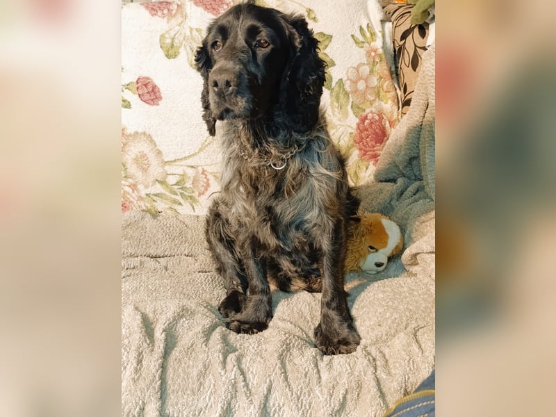 RESERVIERT Tachappy sucht ein neues Zuhause