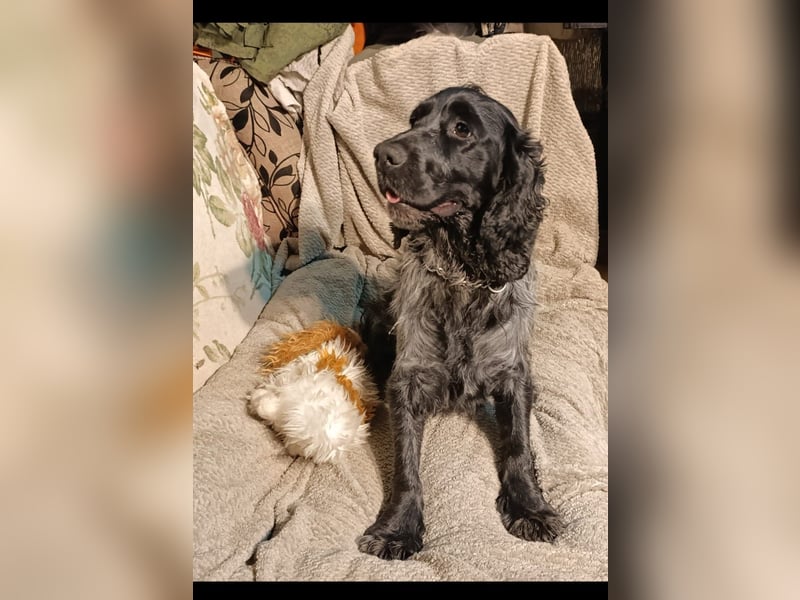 RESERVIERT Tachappy sucht ein neues Zuhause