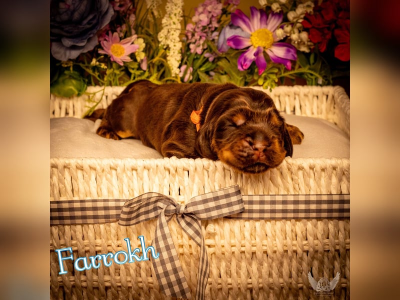 English Cocker Spaniel mit Ahnentafel