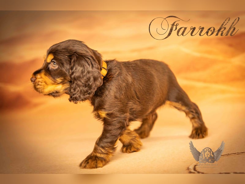 English Cocker Spaniel mit Ahnentafel