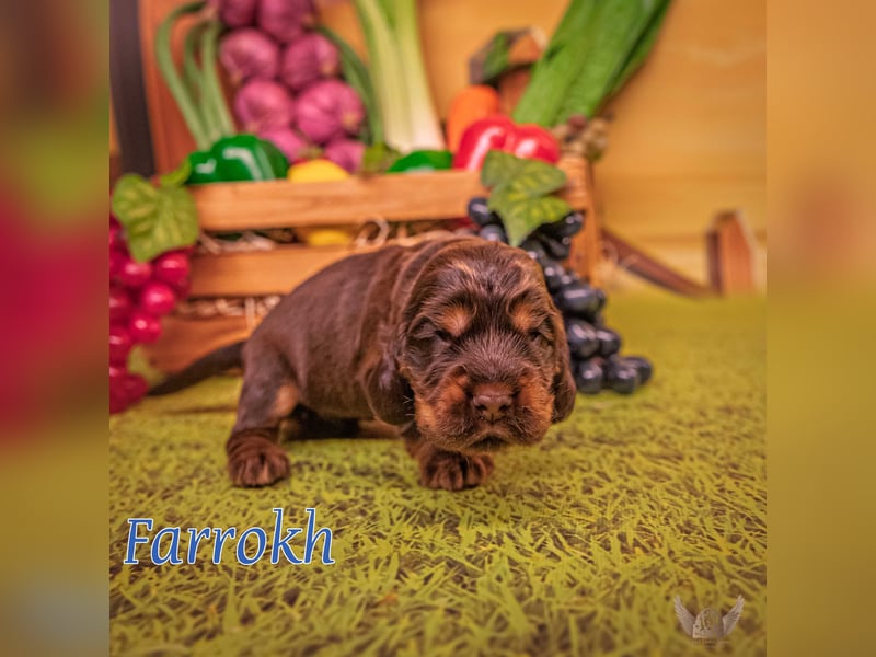 English Cocker Spaniel mit Ahnentafel