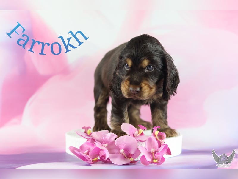 English Cocker Spaniel mit Ahnentafel
