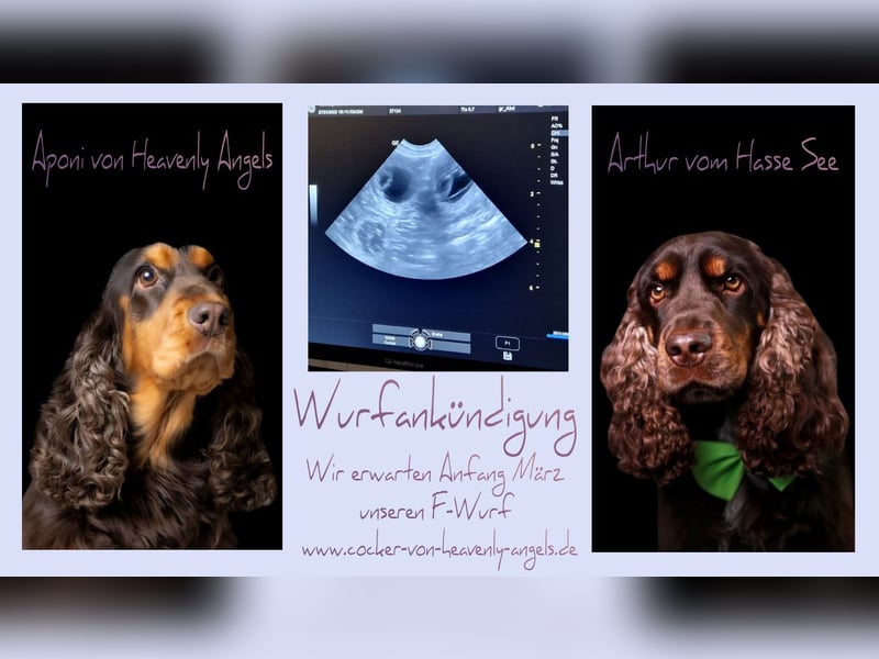 English Cocker Spaniel mit Ahnentafel