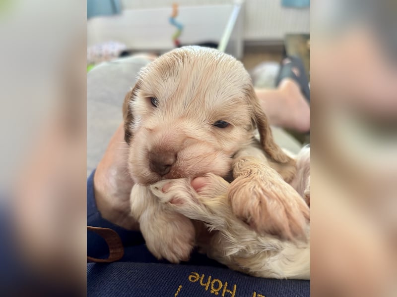 Wurf  Englisch Cocker Spaniel aus Champion Verpaarung