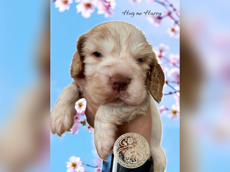 Wurf  Englisch Cocker Spaniel aus Champion Verpaarung