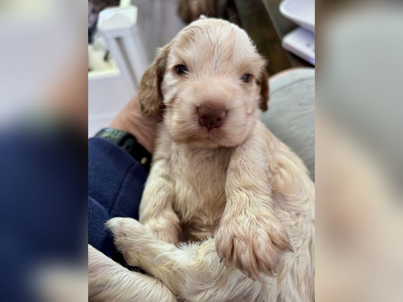 Wurf  Englisch Cocker Spaniel aus Champion Verpaarung