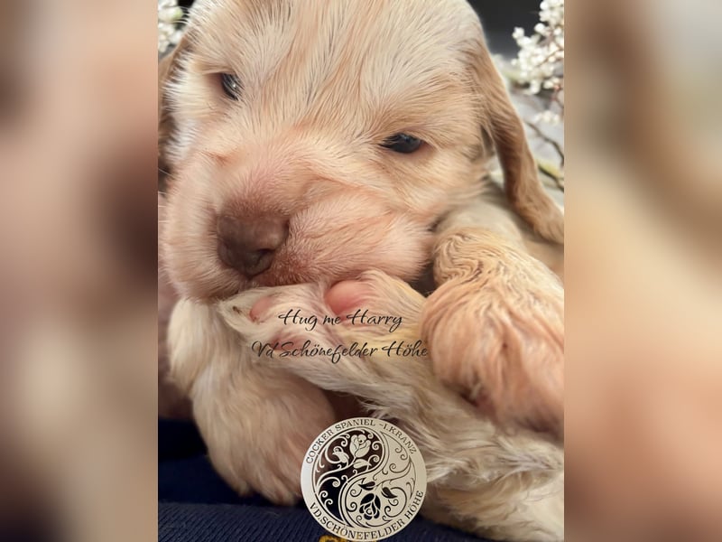 Wurf  Englisch Cocker Spaniel aus Champion Verpaarung