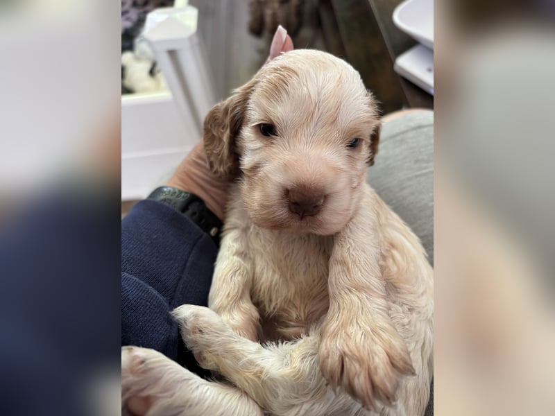 Wurf  Englisch Cocker Spaniel aus Champion Verpaarung