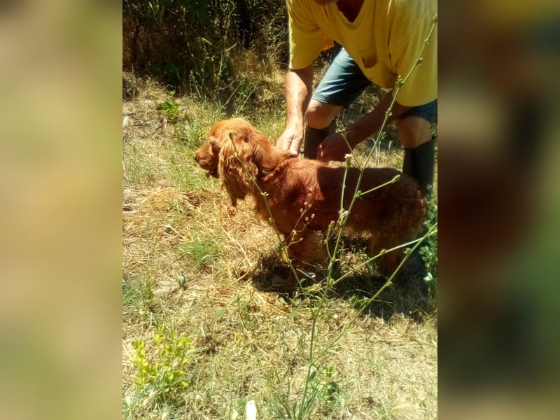 Fritte hübscher Cocker Spaniel Rüde ❤️